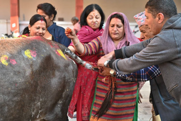 गाैशालामा यसरी मनाइयो गाई तिहार (फोटो फिचर) 